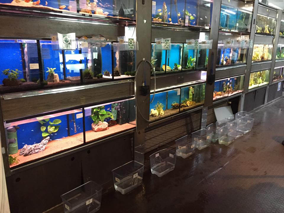 An einer Wand stehen mehrere Aquarien mit Fischen und Wasserpflanzen; darunter stehen leere Plastikbehälter auf dem nassen Boden