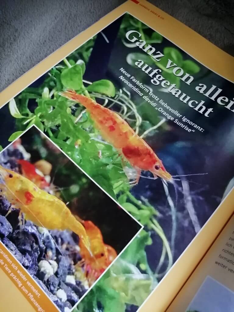 Eine Magazinseite zeigt bunte Garnelen in einem Aquarium mit grünen Pflanzen, Steinen und deutschem Text
