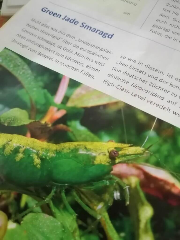 Eine grüne Green Jade Smaragd-Garnele sitzt auf einem Blatt; darüber steht ein informativer deutscher Text zu dieser Garnelenart