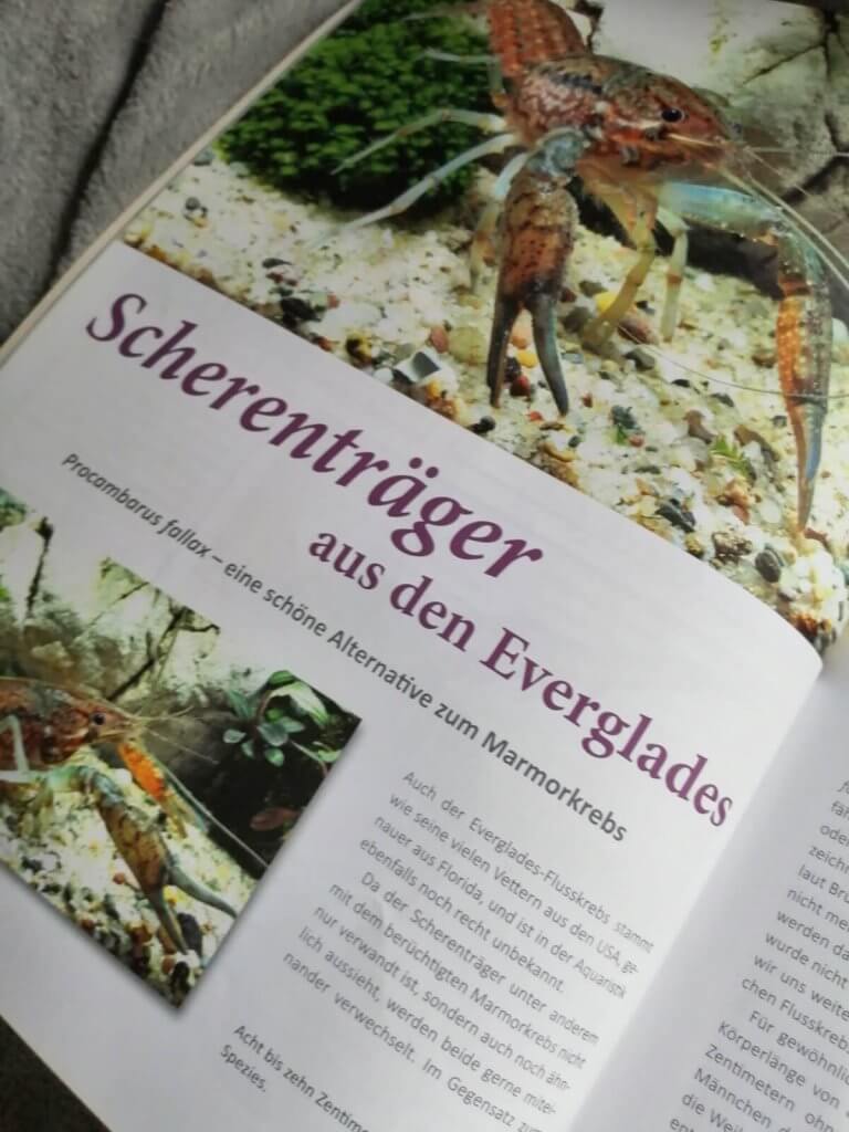 Aufgeschlagenes Buch auf Deutsch über Flusskrebse, mit einem Flusskrebs auf Kies und einem weiteren Exemplar im Aquarium