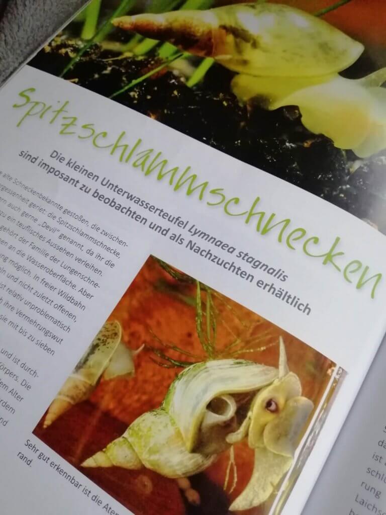 Eine Magazinseite zeigt Fotos und Texte zu Spitzschlammschnecken, darunter Nahaufnahmen der Schnecken