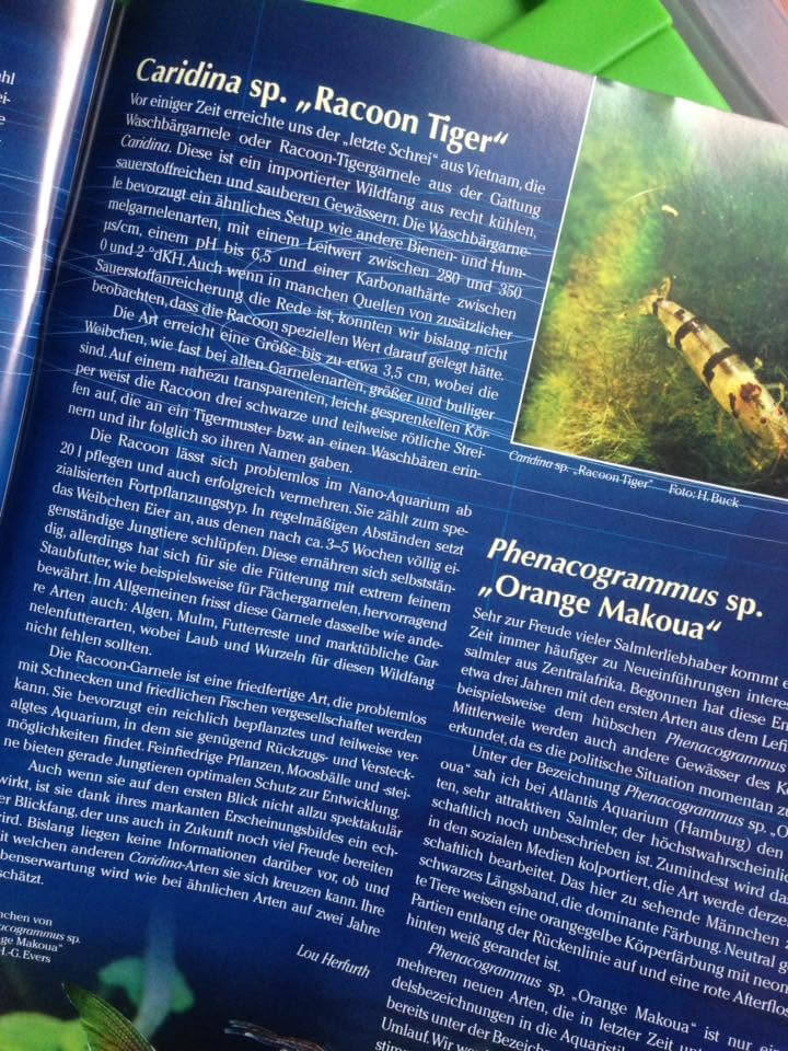 Aufgeschlagene Magazinseite mit deutschem Text über Wasserlebewesen und Nahaufnahmen von Racoon-Tigershrimps und einem weiteren Aquarienbewohner