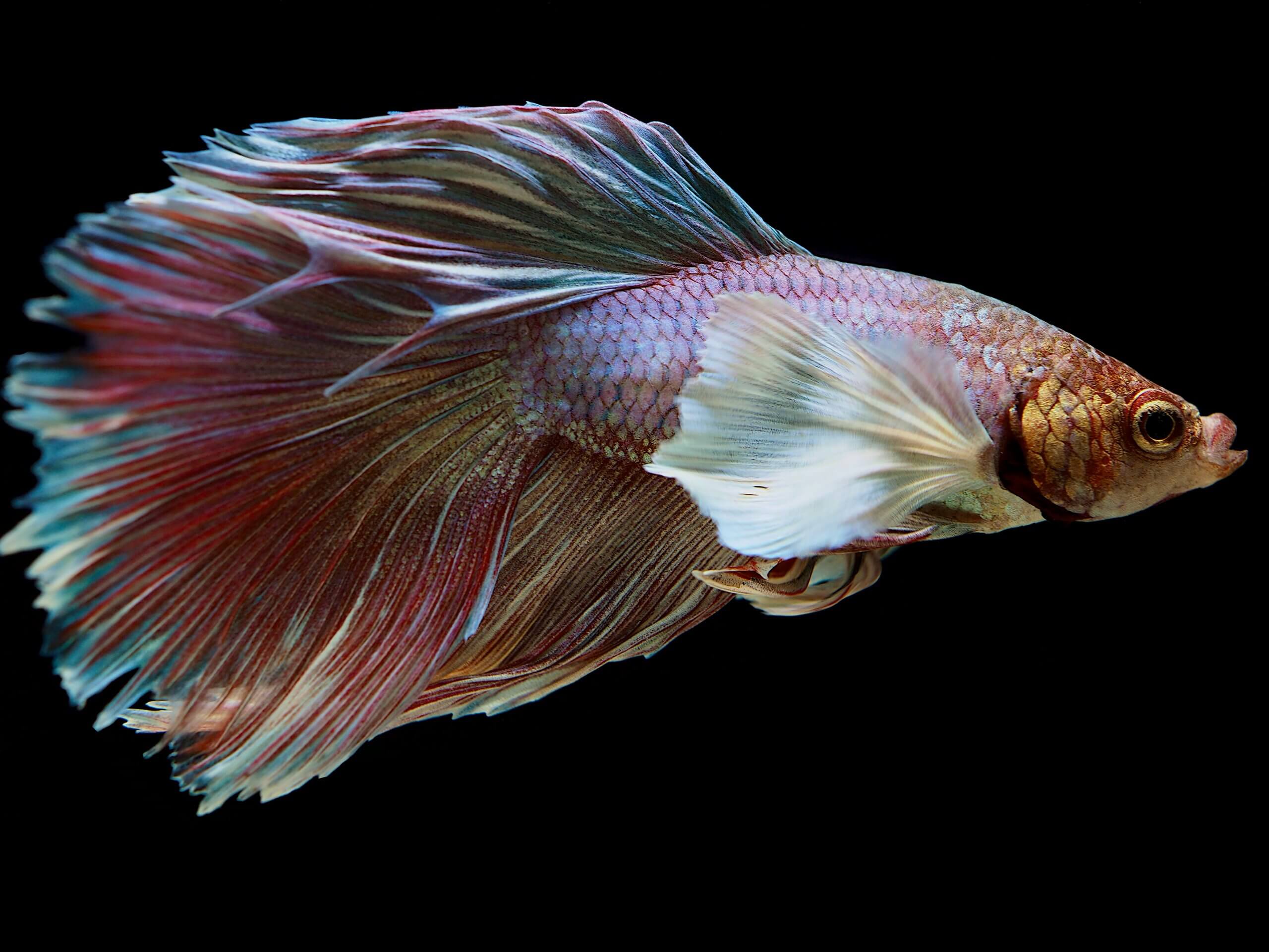 Ein farbenprächtiger Kampffisch mit langen, geschwungenen Flossen schwimmt vor schwarzem Hintergrund und ist bekannt für seine Schaumnester