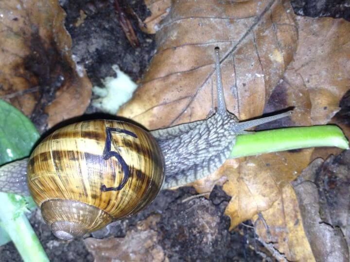 Eine braune Schnecke mit einer „5“ auf dem Gehäuse kriecht auf einem grünen Stiel und symbolisiert Weinbergschnecken und Gerechtigkeit