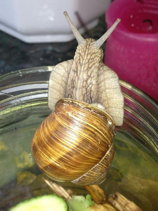 Eine braune Weinbergschnecke mit spiralförmigem Haus kriecht auf einem Glas entlang und schaut direkt in die Kamera
