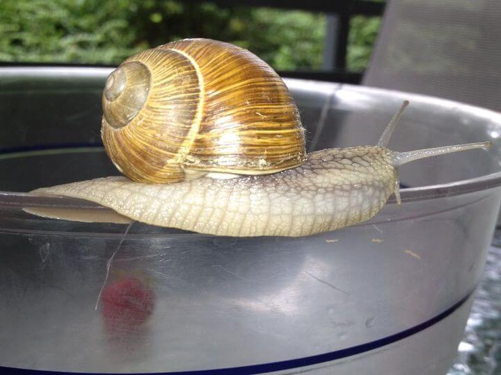 Eine braune Weinbergschnecke mit spiralförmigem Haus kriecht draußen auf einer durchsichtigen Plastikschale