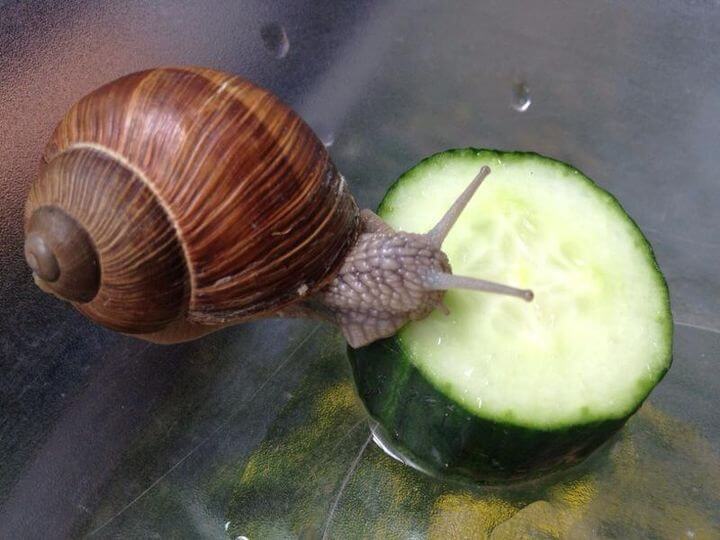 Eine braune Weinbergschnecke unbekannter Herkunft kriecht auf einer Gurke in einem durchsichtigen Behälter