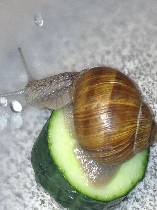 Eine braune Weinbergschnecke mit spiralförmigem Gehäuse kriecht auf einer Gurke über eine strukturierte graue Fläche