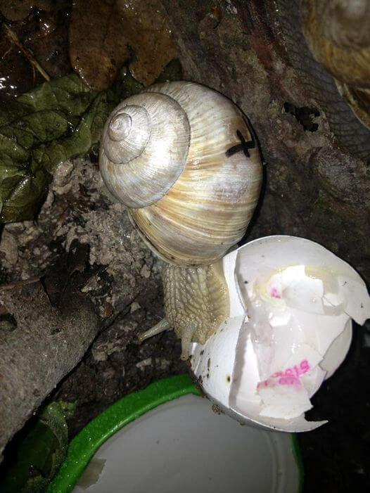Eine Schnecke mit einem Pluszeichen auf dem Haus kriecht an einer gesprungenen Eierschale und einem grün umrandeten Behälter entlang