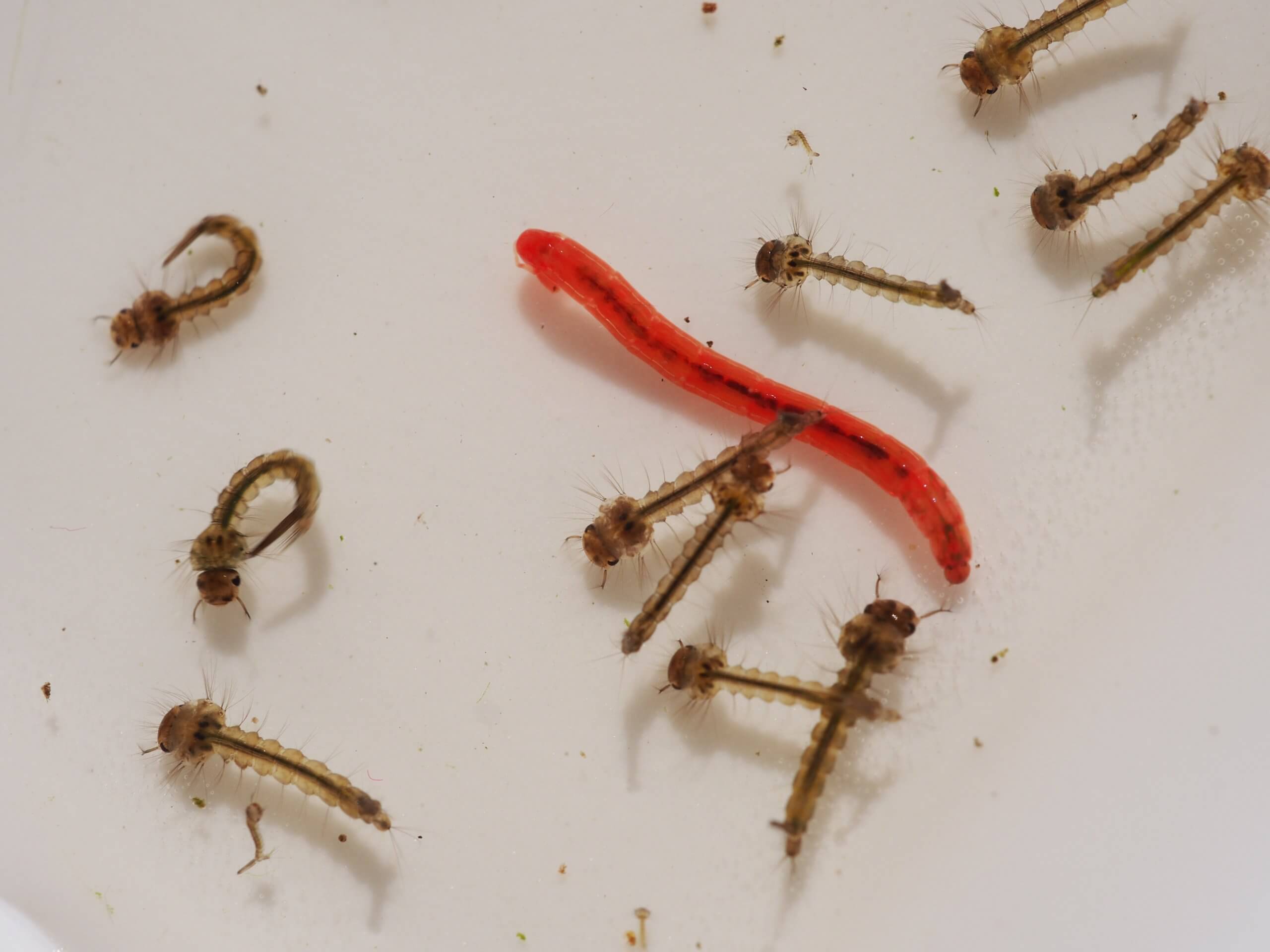 Auf einer weißen Fläche liegen mehrere braune Stechmückenlarven und ein leuchtend roter Wurm
