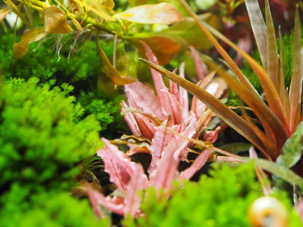 Grüne, rosa und braune Wasserpflanzen wachsen dicht beieinander in einer lebendigen Unterwasserlandschaft