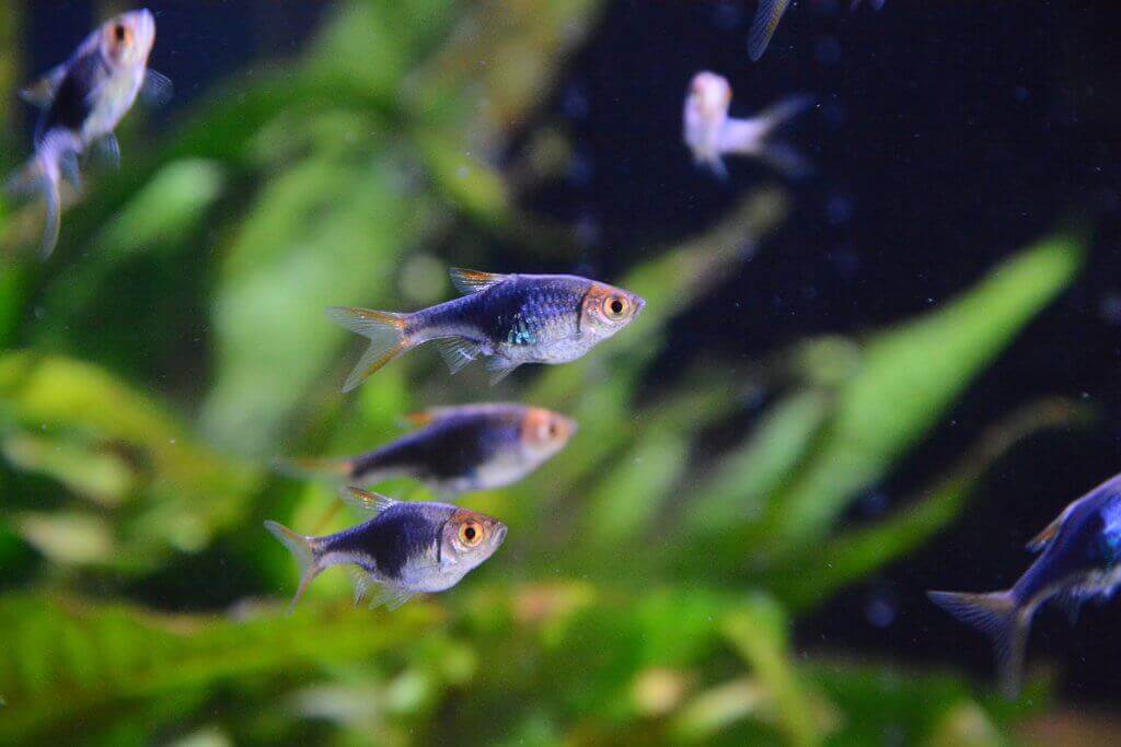 Kleine tropische Fische mit orangefarbenen Augen schwimmen im Aquarium, im Hintergrund grüne Wasserpflanzen