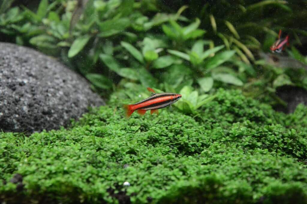 Ein kleiner, bunter Fisch schwimmt über grünen Aquarienpflanzen im Becken, umgeben von Steinen und üppigen Pflanzen im Hintergrund