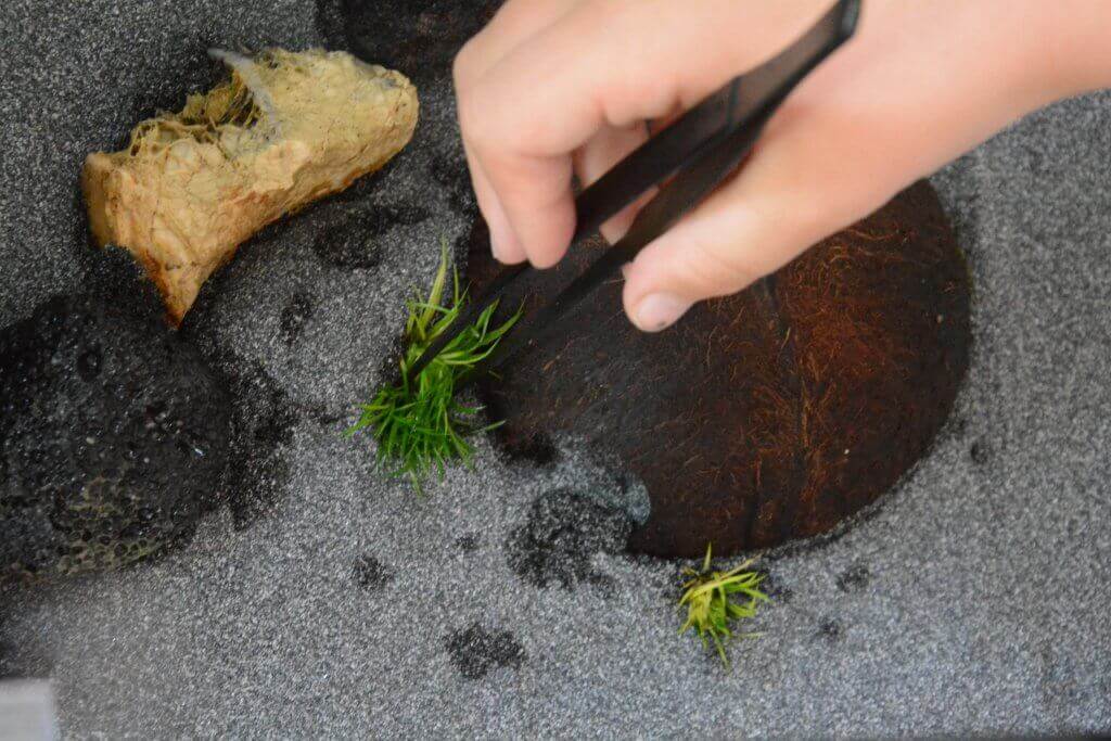 Mit einer Pinzette legt eine Hand hübsche grüne Pflanzen auf grauen Sand neben Steine als Aquarium-Dekoration im Terrarium