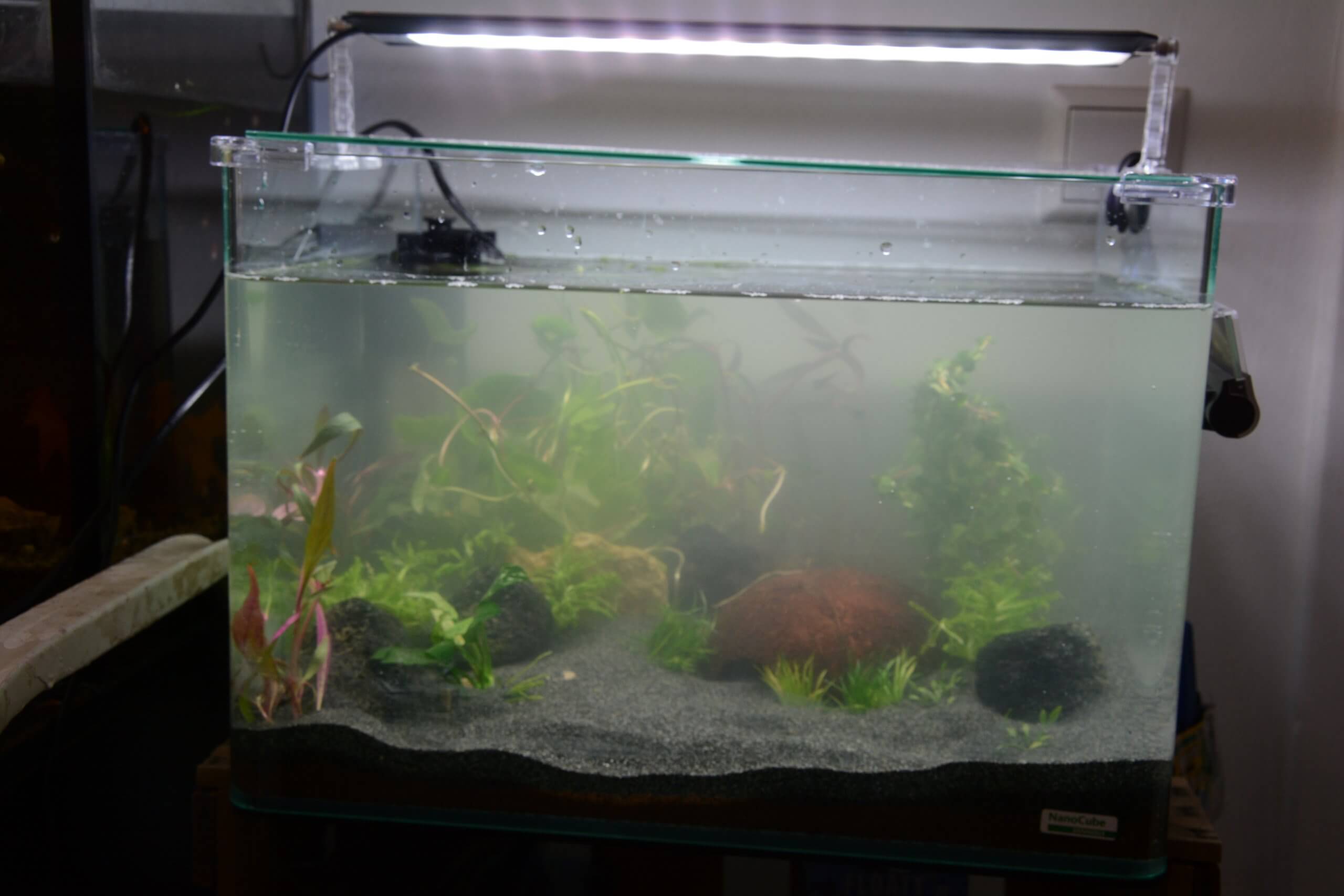 Ein Aquarium mit trübem Wasser, Kies, Pflanzen und Steinen, darüber eine Beleuchtung