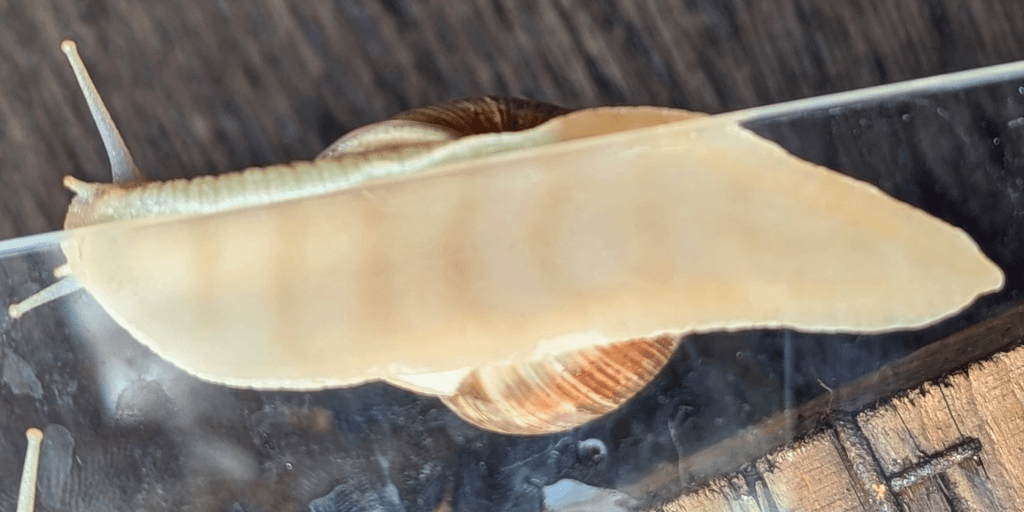 Eine Weinbergschnecke kriecht auf Glas, ihr blasser Fuß und das gewundene Gehäuse heben sich vom dunklen Holz ab