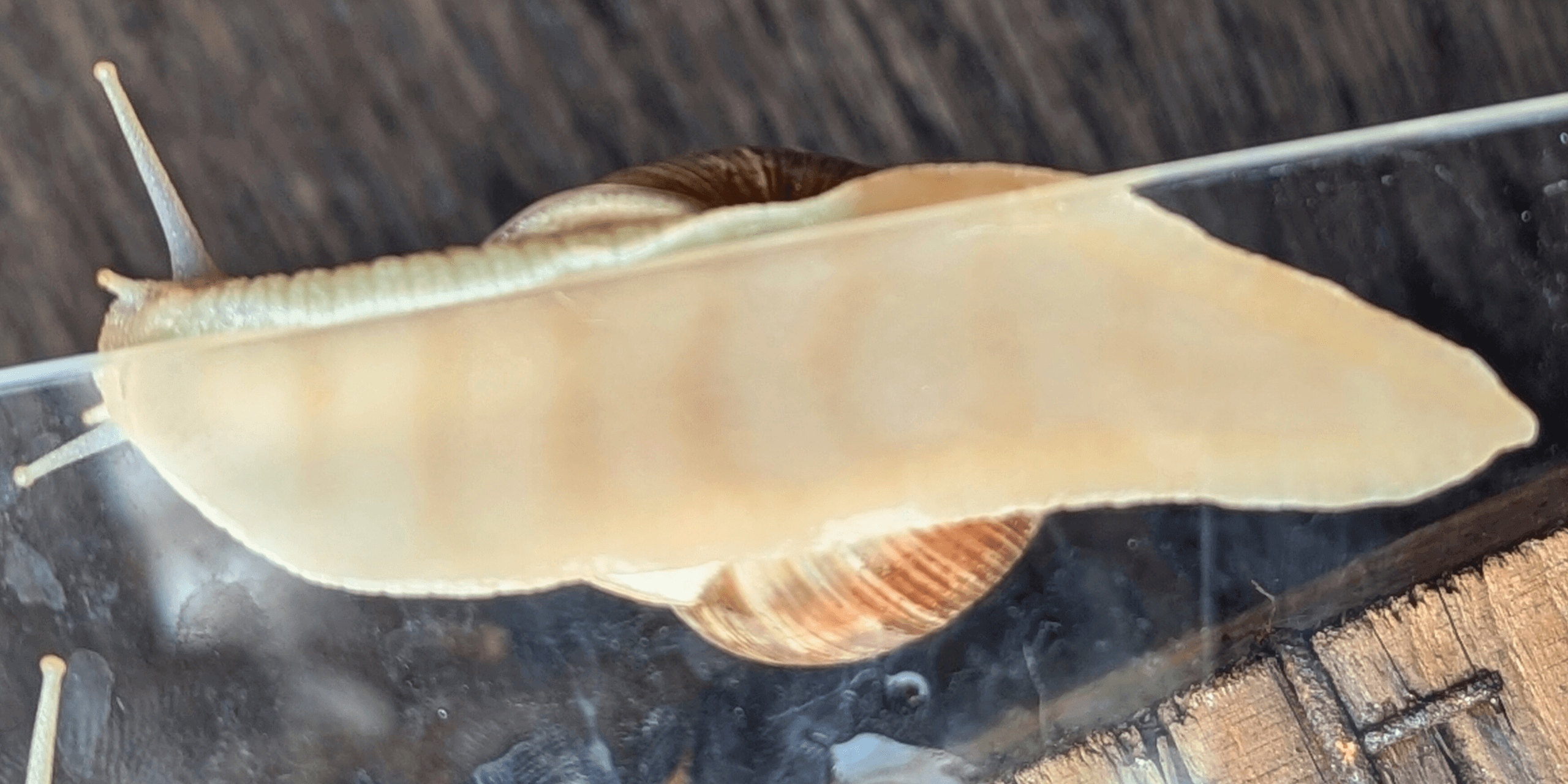 Eine Weinbergschnecke kriecht auf Glas, ihr blasser Fuß und das gewundene Gehäuse heben sich vom dunklen Holz ab