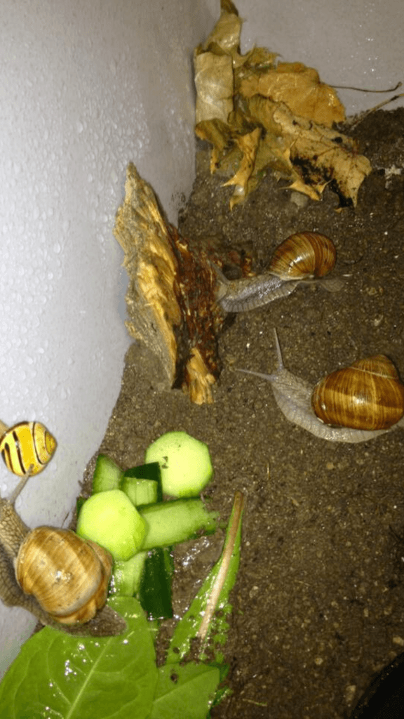 Vier Weinbergschnecken auf Erde neben Gurkenscheiben, Salat, Holzstückchen und trockenem Laub in einer gemütlichen Ecke