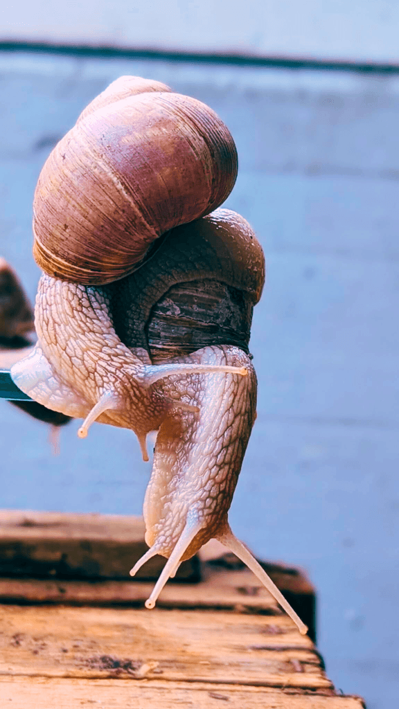 Eine große braune Weinbergschnecke kriecht über eine blaue Fläche, der Hintergrund ist unscharf