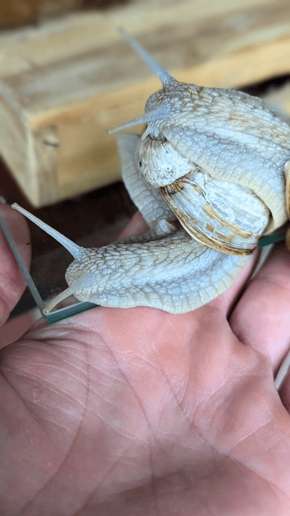 Eine Hand hält zwei große Weinbergschnecken mit deutlich sichtbaren, strukturierten Häusern und Körpern