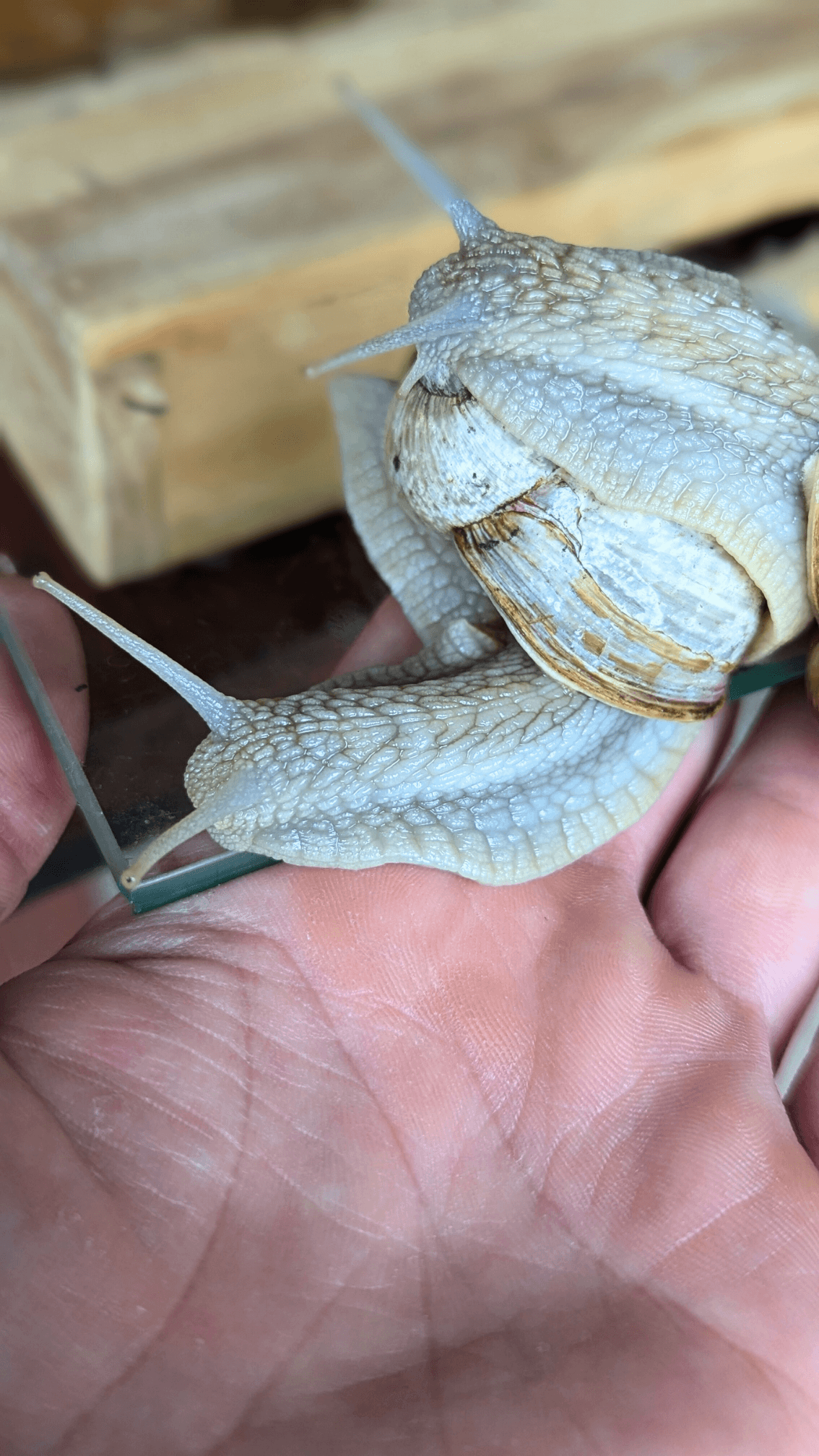 Eine Hand hält zwei große Weinbergschnecken mit deutlich sichtbaren, strukturierten Häusern und Körpern