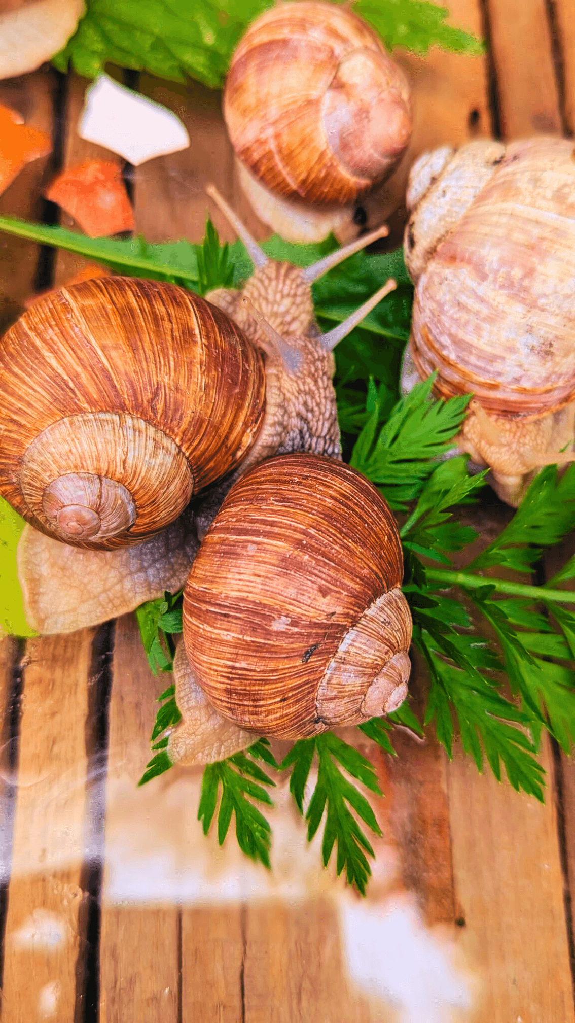 Drei braune Weinbergschnecken liegen auf grünen Blättern auf einer Holzfläche, eine weitere Schnecke befindet sich im Hintergrund