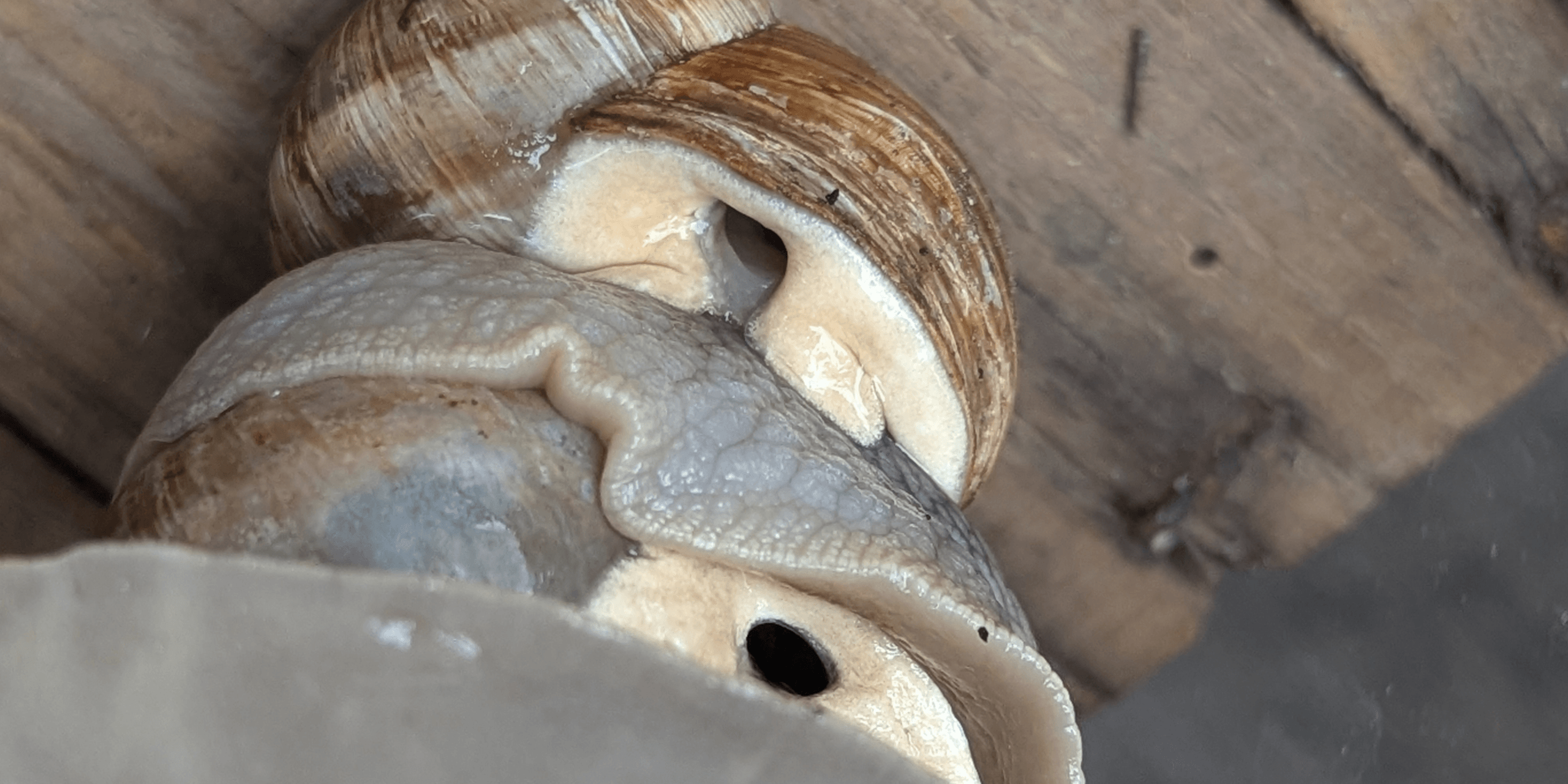 Zwei Weinbergschnecken liegen dicht beieinander auf einem Stück Holz; ihre Gehäuse und Körper sind deutlich zu erkennen