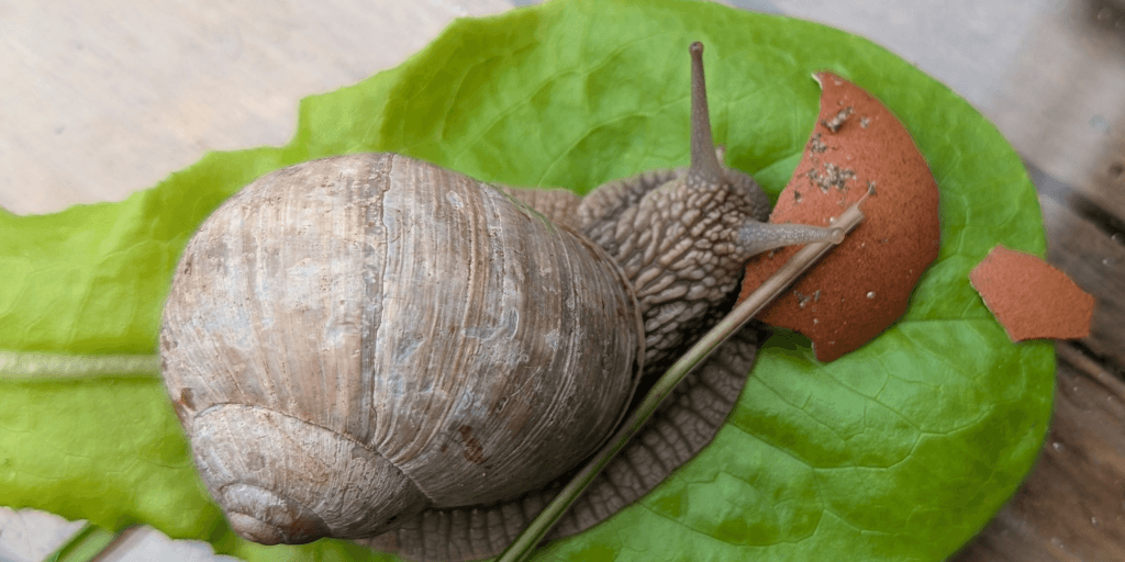 Eine Weinbergschnecke sitzt auf einem grünen Blatt neben einem kleinen braunen Eierschalenstück und einem zarten Grashalm