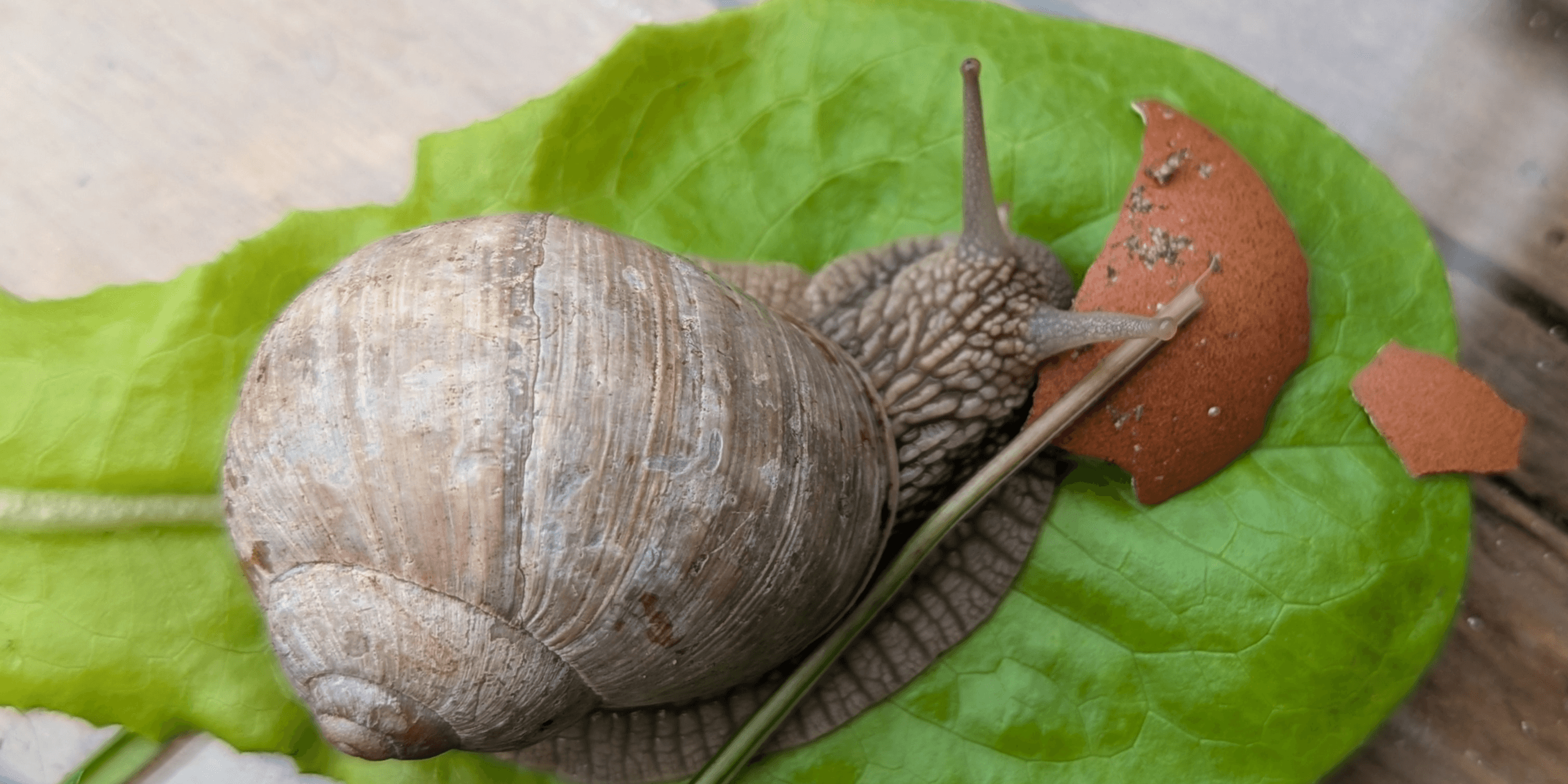 Eine Weinbergschnecke sitzt auf einem grünen Blatt neben einem kleinen braunen Eierschalenstück und einem zarten Grashalm