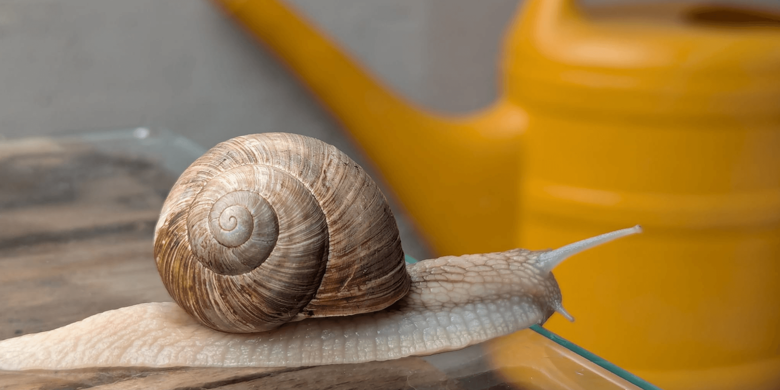Eine Weinbergschnecke kriecht über eine Fläche, im weich verschwommenen Hintergrund steht eine gelbe Gießkanne