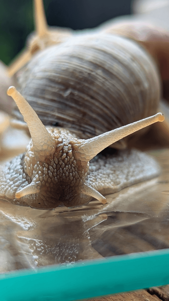 Eine braune Weinbergschnecke mit ausgestreckten Fühlern kriecht über Glas; Haut und Gehäuse sind detailliert zu erkennen