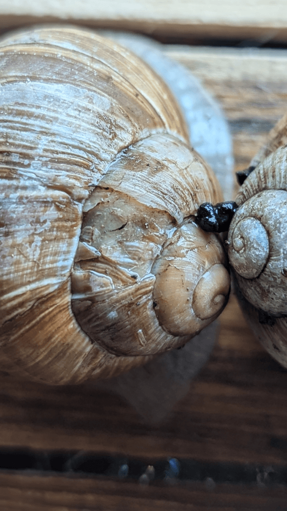 Zwei braune Weinbergschneckenhäuser liegen dicht beieinander auf einem Stück Holz, dazwischen ein kleines schwarzes Insekt