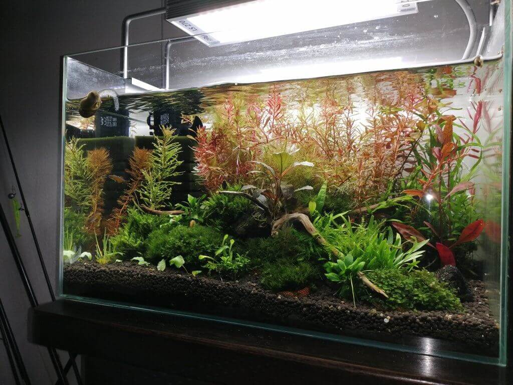 Ein Aquarium mit grünen und roten Wasserpflanzen, dunklem Bodengrund und einigen Fischen, die oben und unten schwimmen