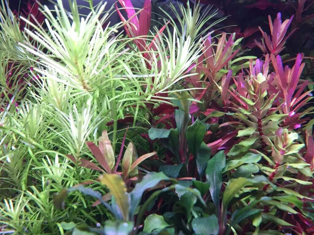 Dichte grüne und rote Wasserpflanzen unter Wasser – eine optimale Inspirationsquelle für Tipps gegen Algen im Aquarium