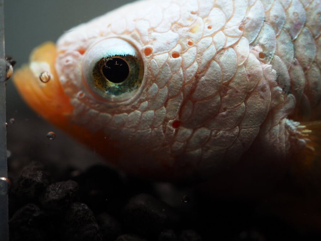 Ein blasser Fisch mit auffälligem Auge und feinen Schuppen vor dunklem Kies und Wasserblasen, fast wie ein automatischer Entwurf