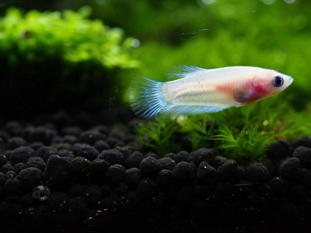 Ein blasser Betta mit blauen Flossen schwimmt vor dem Hintergrund grüner Pflanzen und eines dunklen Aquarienbodens in einem schön eingerichteten Aquarium
