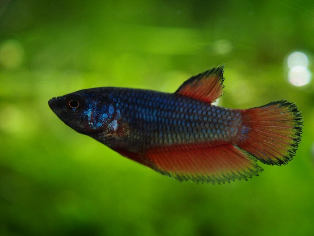 Nahaufnahme eines farbenfrohen Kampffisches mit roten Flossen zwischen dichten Wasserpflanzen für ein ansprechend eingerichtetes Aquarium