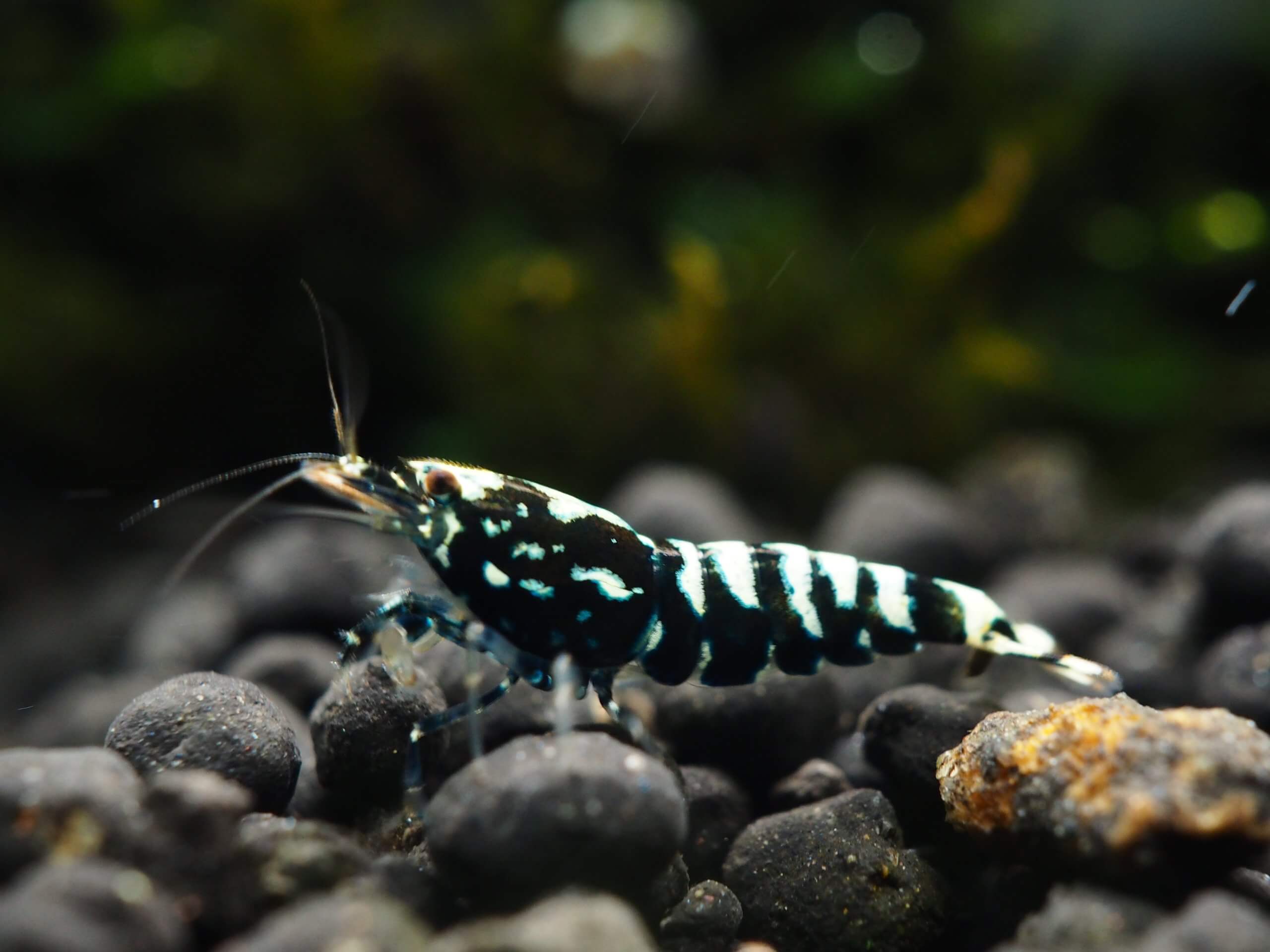 Eine schwarz-blau gestreifte Garnele sitzt auf dunklem Kies in einem Aquarium
