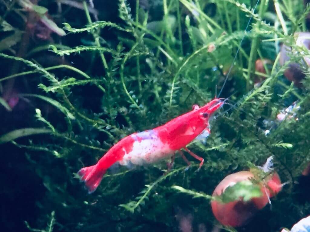 Eine rot-weiße Garnele ruht auf grünen Wasserpflanzen und verdeutlicht die Schönheit von Garnelen im Aquarium