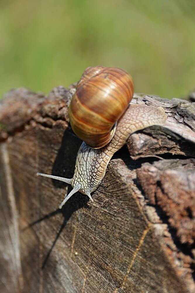 Eine braune Hygieneschnecke mit spiralförmigem Gehäuse kriecht im Freien am Rand eines verwitterten Baumstumpfs entlang
