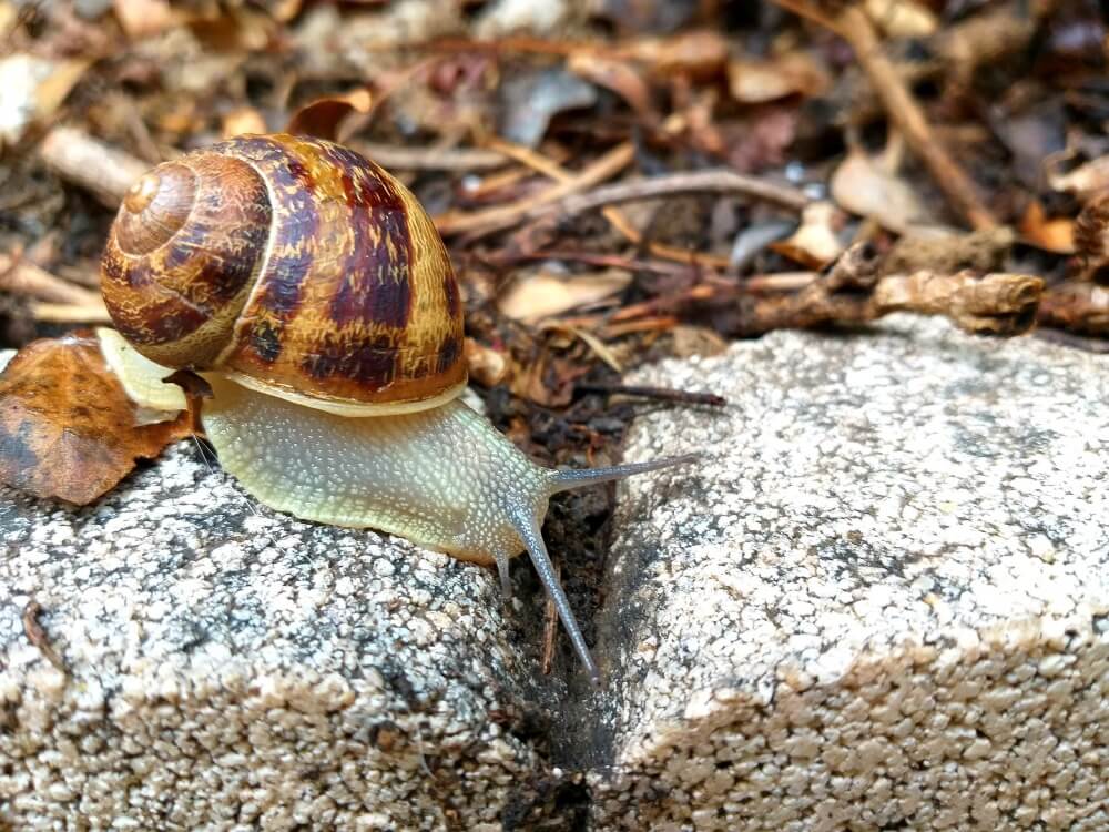 Eine braune Schnecke mit beschädigtem Gehäuse kriecht auf einem steinigen Rand zwischen trockenen Blättern und Erde