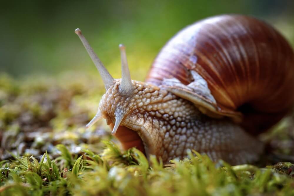 Eine braune Schnecke mit erhobenen Fühlern sitzt auf grünem Moos und zeigt ihre Reparaturmembran nach einer Verletzung.