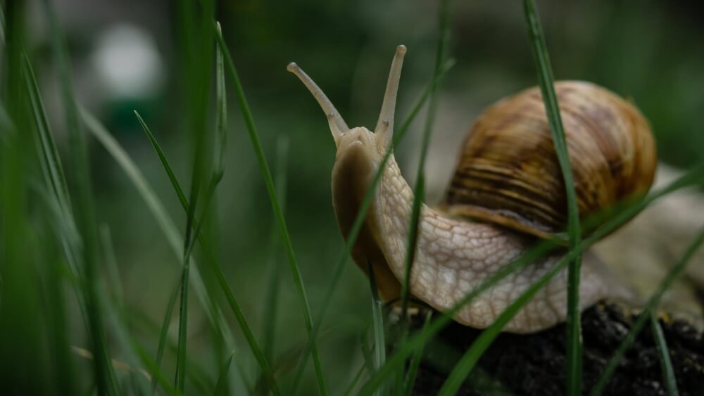 Eine braune Schnecke kriecht durch grünes Gras; ihr Gehäuse und ihr Körper sind zwischen den Halmen gut zu erkennen