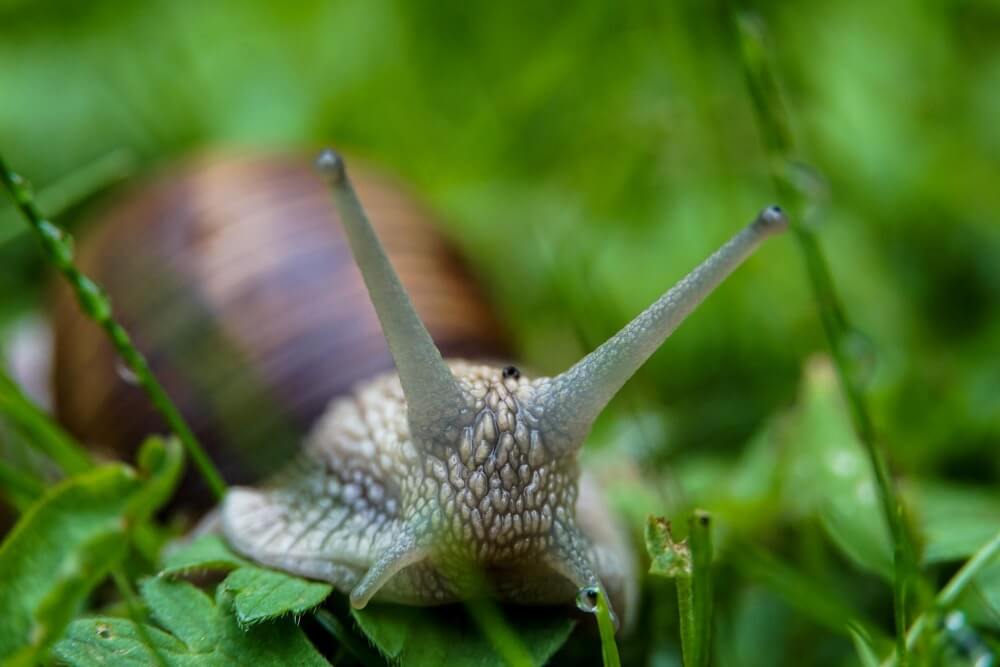 Nahaufnahme einer braunen Schnecke mit langen Fühlern, die die Hygiene und die Reparaturmembran bei einer offenen Wunde zeigt
