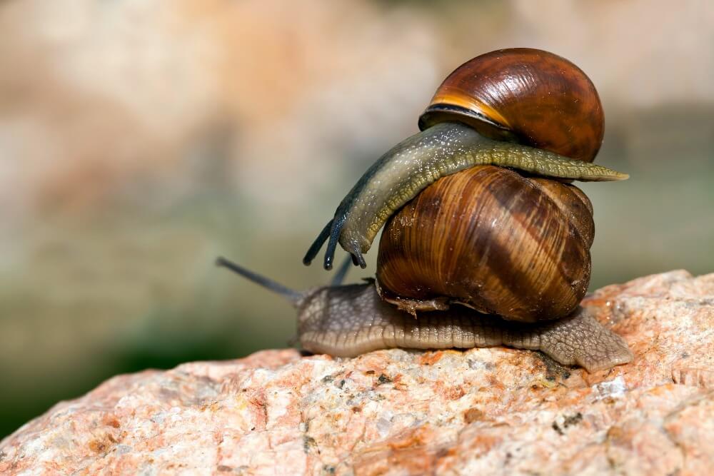 Zwei Schnecken ruhen auf einem Stein und zeigen, wie wichtig Sauberkeit und Gleichgewicht selbst in der Natur sind